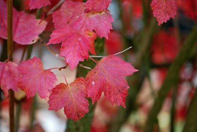 Viburnum opulus 'Roseum' - kalina obecná - podzimní list